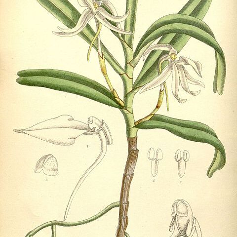 Jumellea fragrans unspecified picture