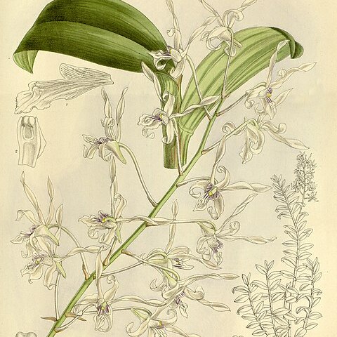 Dendrobium gouldii unspecified picture