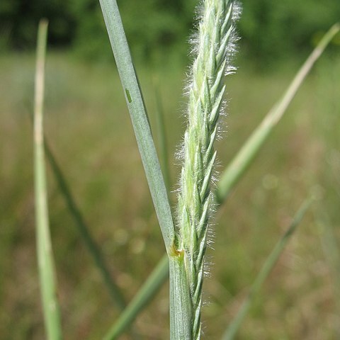 Agropyron dasyanthum unspecified picture