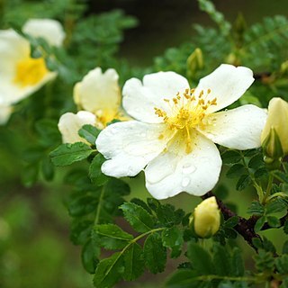 Rosa primula unspecified picture