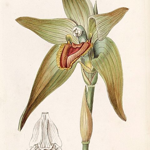 Sudamerlycaste gigantea unspecified picture