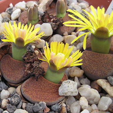 Lithops lesliei unspecified picture