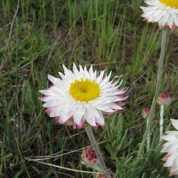 Leucochrysum albicans subsp. tricolor unspecified picture