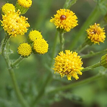 Jacobaea vulgaris subsp. dunensis unspecified picture