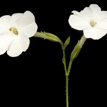 Nicotiana rosulata unspecified picture