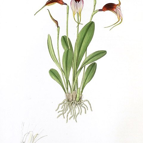 Masdevallia reichenbachiana unspecified picture