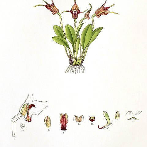 Masdevallia cupularis unspecified picture