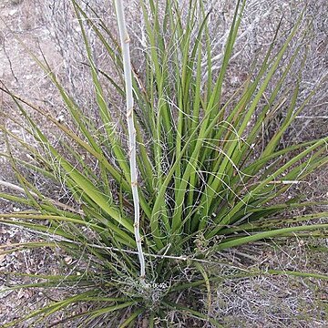 Hesperaloe campanulata unspecified picture