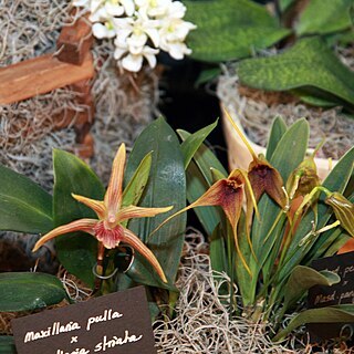 Maxillaria pulla unspecified picture