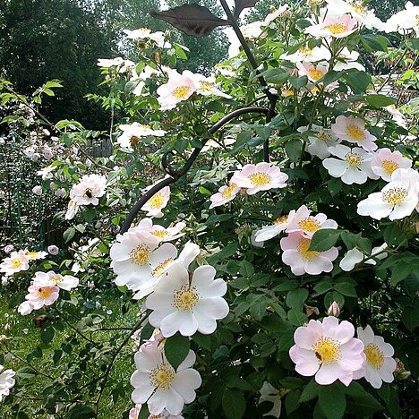 Rosa x var. macrantha unspecified picture