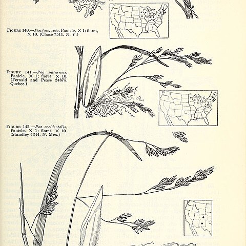 Poa saltuensis unspecified picture