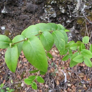 Euphorbia multiformis unspecified picture