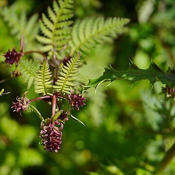 Pedicularis gracilis unspecified picture