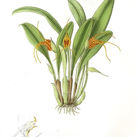 Masdevallia corniculata unspecified picture