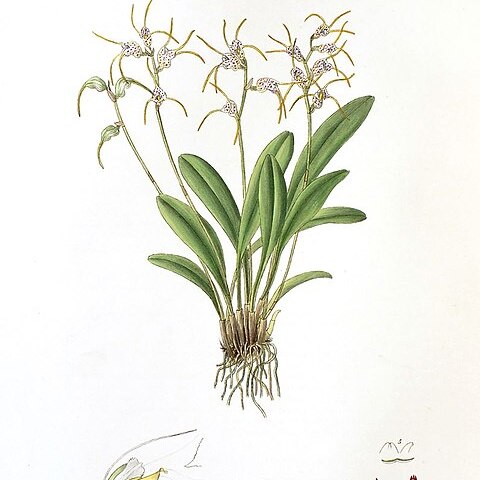 Masdevallia abbreviata unspecified picture