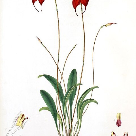 Masdevallia amabilis unspecified picture