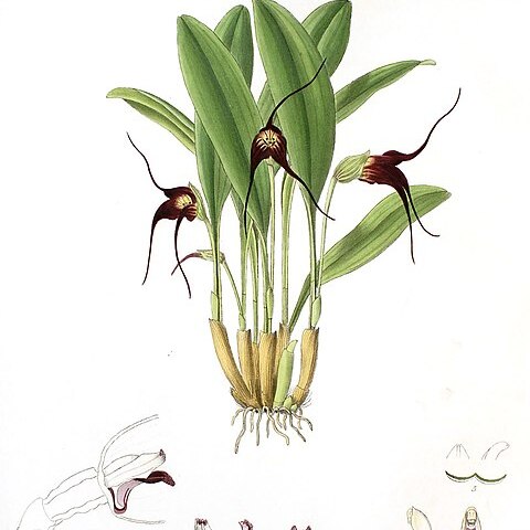 Masdevallia cucullata unspecified picture