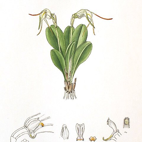 Masdevallia marginella unspecified picture