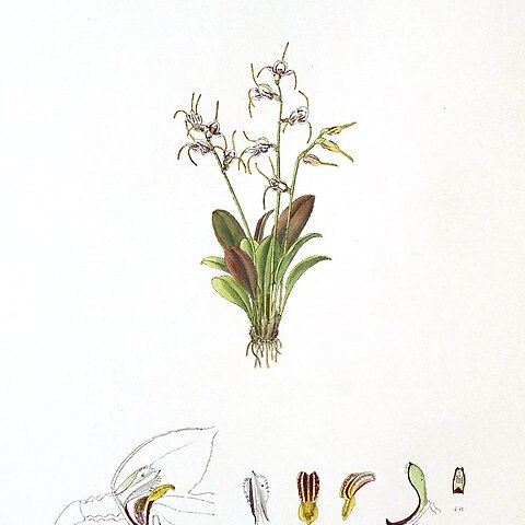 Masdevallia caloptera unspecified picture