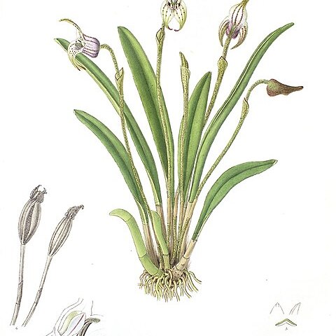 Masdevallia coriacea unspecified picture