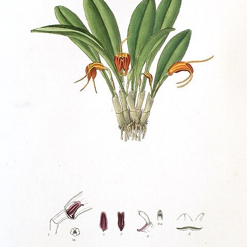 Masdevallia demissa unspecified picture