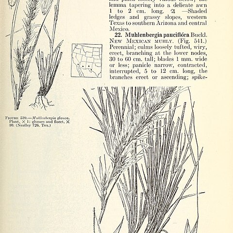 Muhlenbergia polycaulis unspecified picture