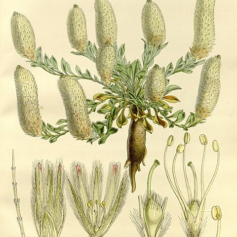 Ptilotus spathulatus unspecified picture