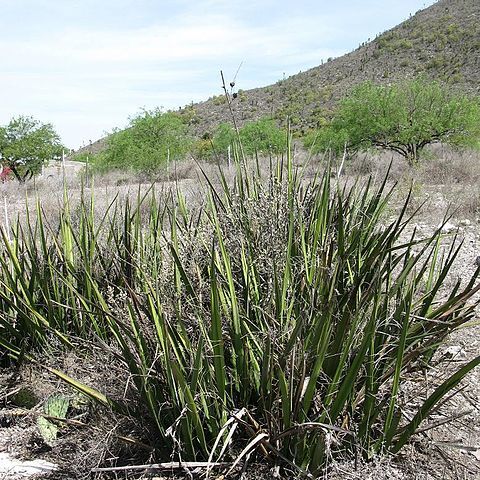 Hesperaloe chiangii unspecified picture