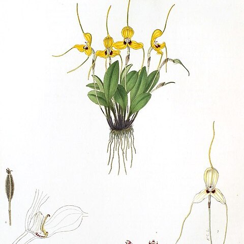 Masdevallia xanthina unspecified picture