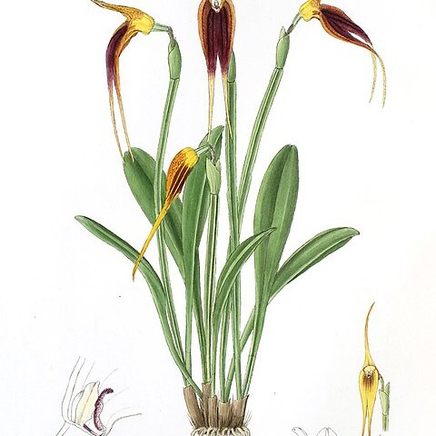 Masdevallia maculata unspecified picture