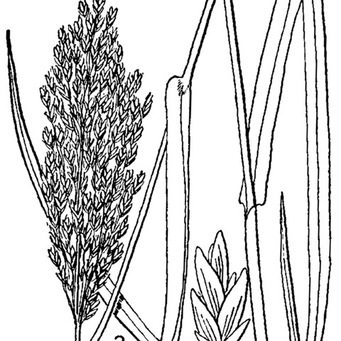 Glyceria obtusa unspecified picture