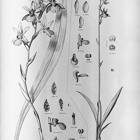 Zygopetalum sellowii unspecified picture