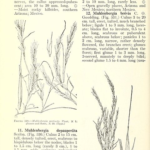 Muhlenbergia pectinata unspecified picture