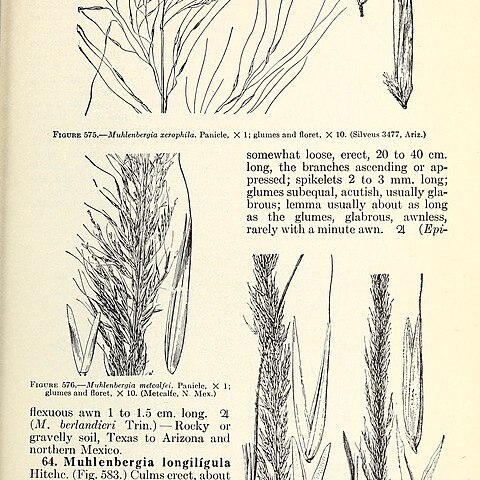 Muhlenbergia palmeri unspecified picture