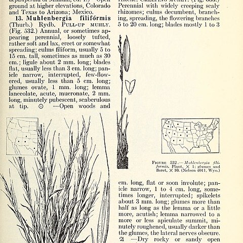 Muhlenbergia filiformis unspecified picture