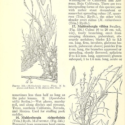 Muhlenbergia repens unspecified picture