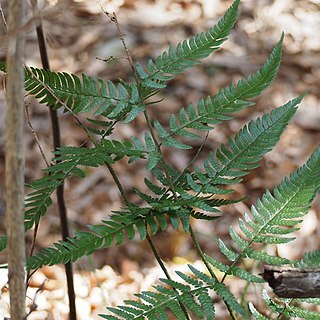 Dryopteris hondoensis unspecified picture