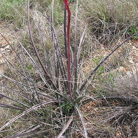 Hesperaloe engelmannii unspecified picture