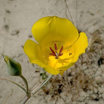 Calochortus clavatus var. clavatus unspecified picture