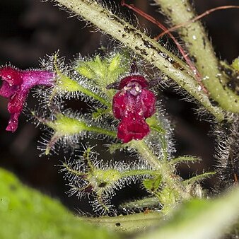 Phyllostegia floribunda unspecified picture