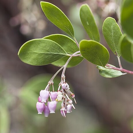 Arctostaphylos manzanita subsp. elegans unspecified picture