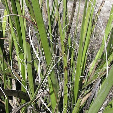 Hesperaloe chiangii unspecified picture