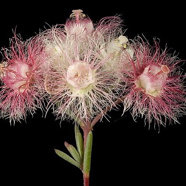 Verticordia huegelii var. huegelii unspecified picture