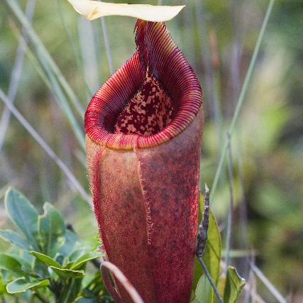 Nepenthes mantalingajanensis unspecified picture