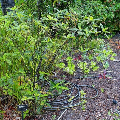 Psychotria tenuifolia unspecified picture