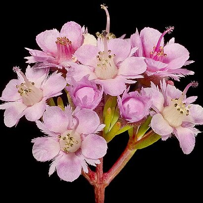 Verticordia plumosa var. plumosa unspecified picture