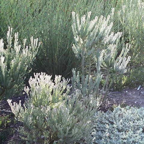 Leucadendron levisanus unspecified picture