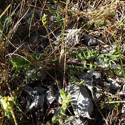 Oxytropis dinarica unspecified picture