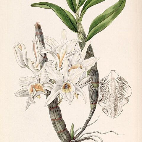 Dendrobium heterocarpum unspecified picture