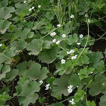 Luffa echinata unspecified picture